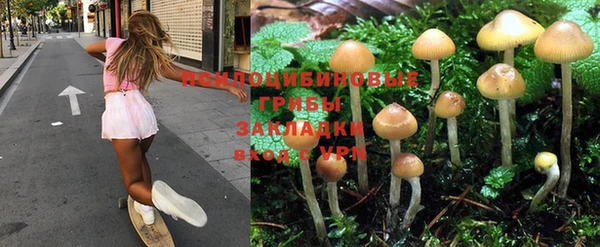 PSILOCYBIN Алексеевка